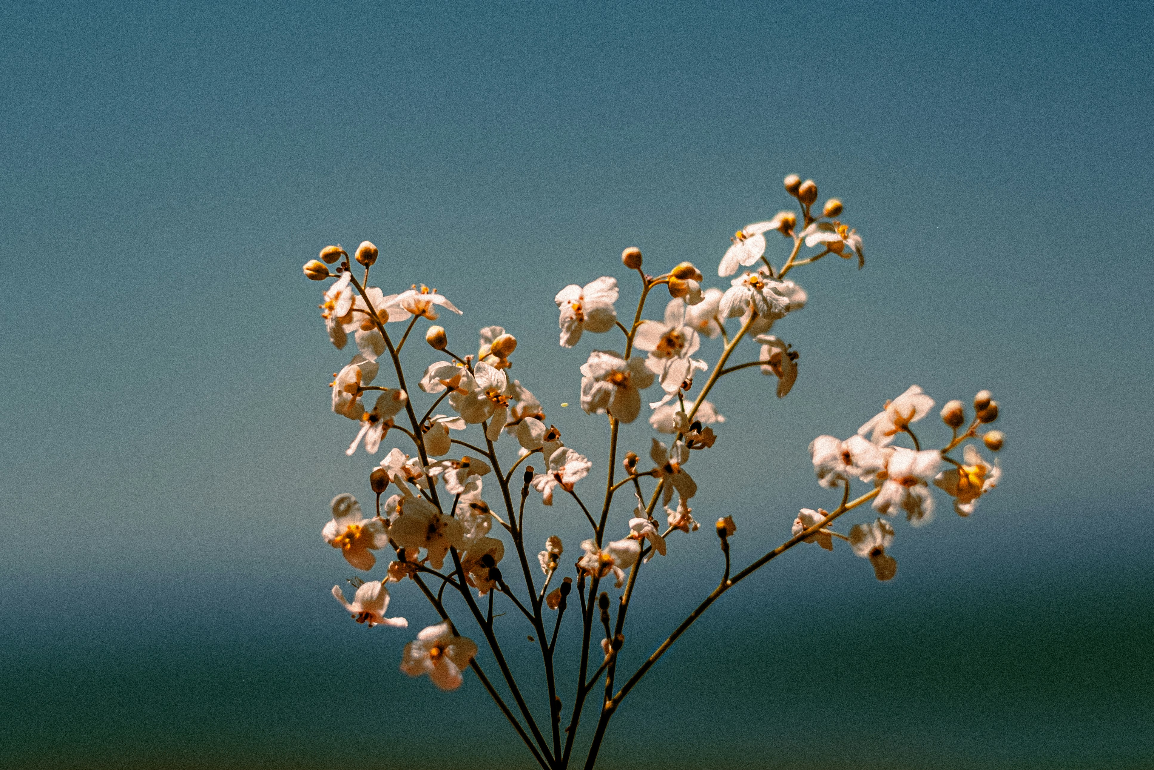 white flowers under blue sky during daytime